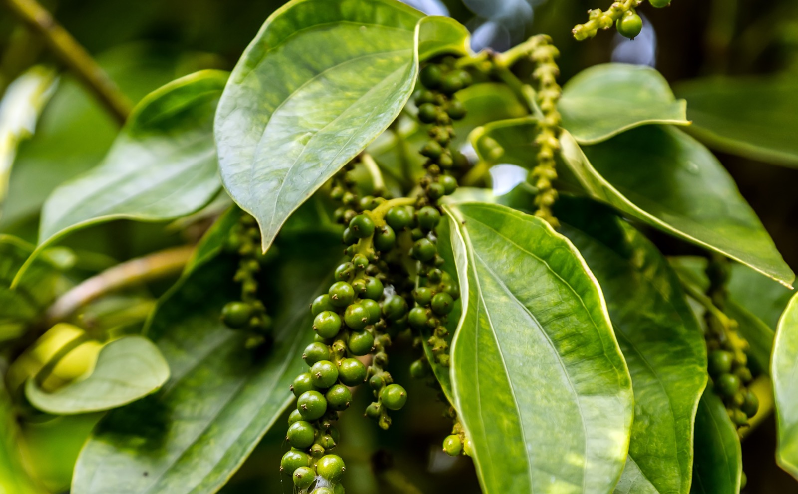 Piper nigrum, source of piperine