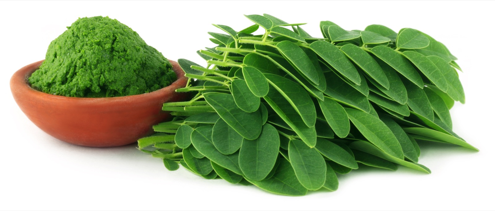 Moringa oleifera