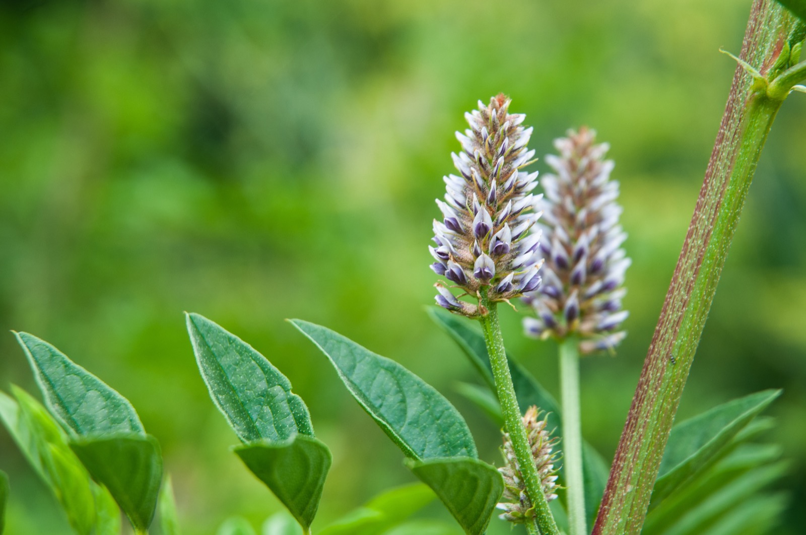 Glycyrrhiza glabra