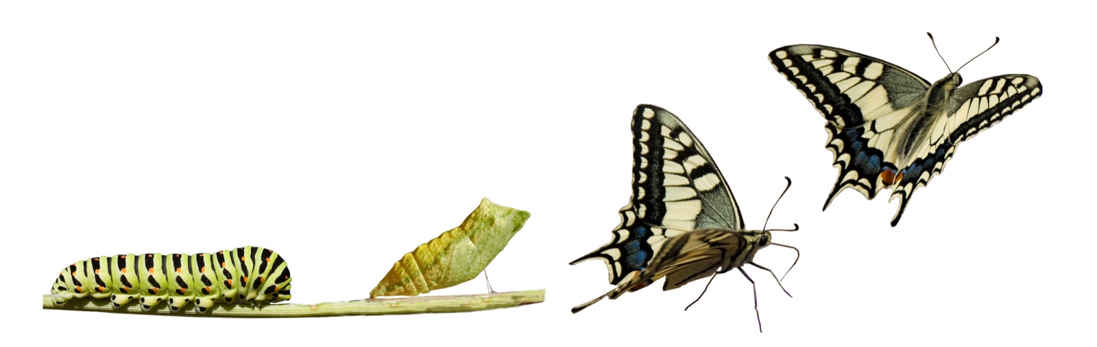 butterfly