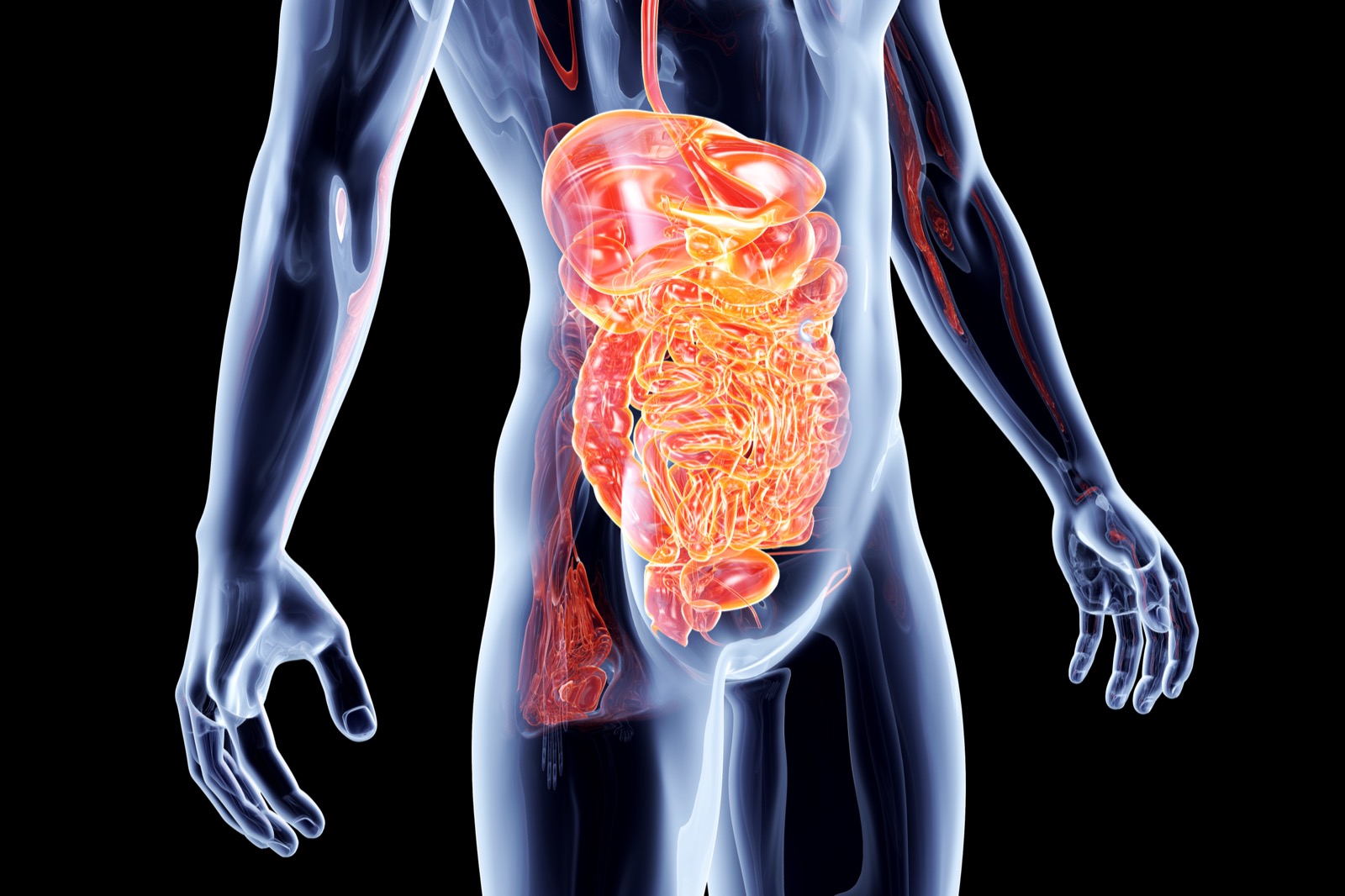 Gut