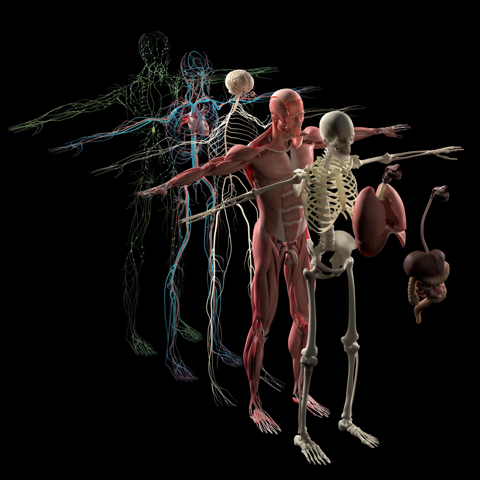 Body Systems